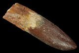 Fossil Sauropod Dinosaur (Rebbachisaurus) Tooth - Morocco #134392-1